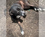 Small #5 American Pit Bull Terrier Mix