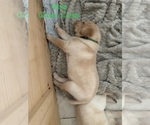 Small Photo #6 Labrador Retriever Puppy For Sale in NEW CANEY, TX, USA