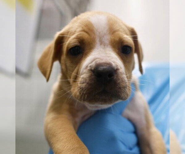 Medium Photo #1 American Staffordshire Terrier Puppy For Sale in San Antonio, TX, USA