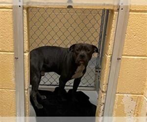 American Pit Bull Terrier-Unknown Mix Dogs for adoption in Tulsa, OK, USA