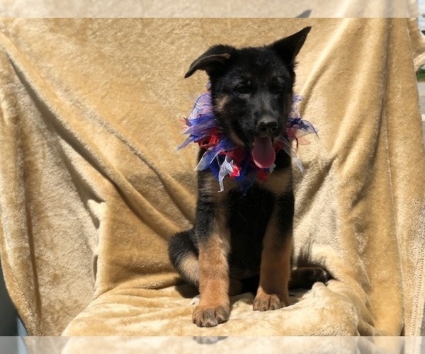 Medium Photo #4 German Shepherd Dog Puppy For Sale in EAST EARL, PA, USA