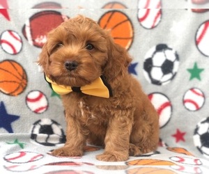 Cocker Spaniel-Poodle (Miniature) Mix Puppy for sale in LAKELAND, FL, USA