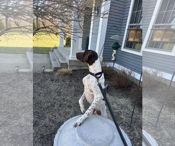 Medium Photo #3 Pointer-Unknown Mix Puppy For Sale in pomfret, CT, USA