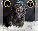 Puppy Mickey Mouse YorkiePoo