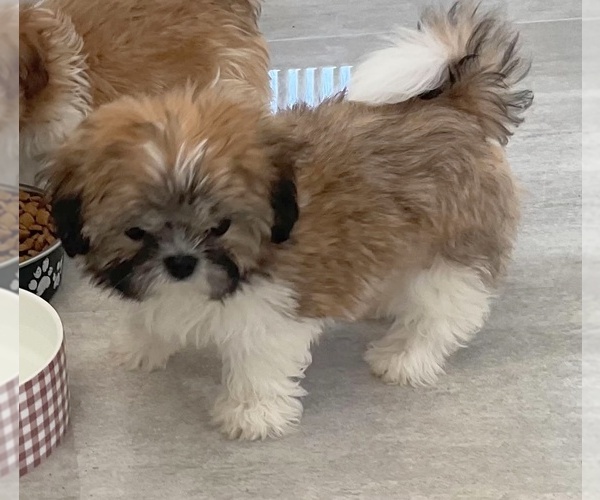 Medium Photo #3 Shih Tzu Puppy For Sale in WESTPORT, MA, USA