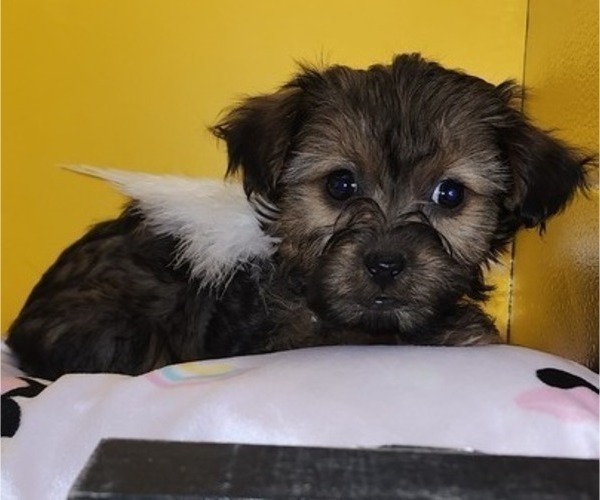 Medium Photo #12 YorkiePoo Puppy For Sale in BLUE MOUND, TX, USA
