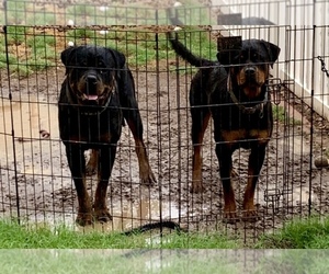 Father of the Rottweiler puppies born on 04/01/2020