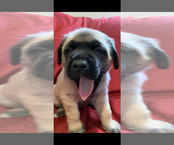 Medium Photo #15 Mastiff Puppy For Sale in FARMINGTON, WV, USA