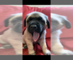 Small Photo #15 Mastiff Puppy For Sale in FARMINGTON, WV, USA