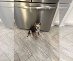 Small #4 German Shepherd Dog Mix