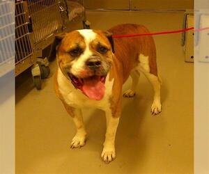 Medium Boxer Mix