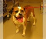 Small Boxer Mix
