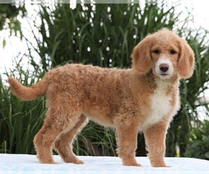 Labradoodle-Poodle (Standard) Mix Puppy for sale in FREDERICKSBG, OH, USA