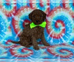 Poodle (Toy) Puppy for sale in LANCASTER, PA, USA