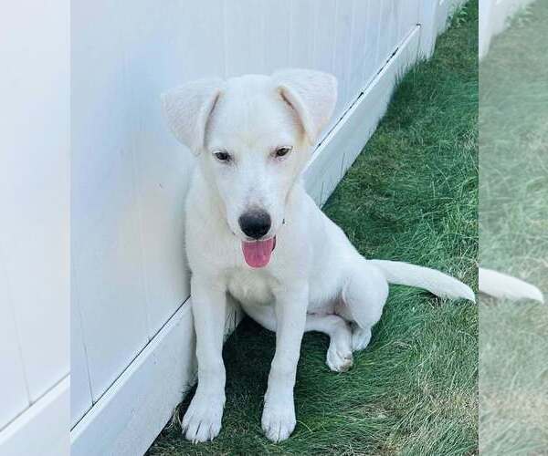 Medium Photo #15 Labrador Retriever-Unknown Mix Puppy For Sale in New York, NY, USA