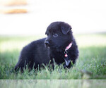 Small #3 German Shepherd Dog