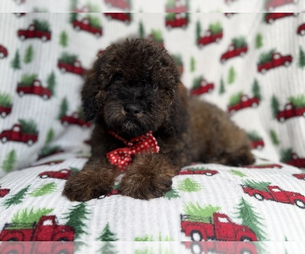 Medium Photo #1 Cockapoo (Miniature) Puppy For Sale in LAKELAND, FL, USA