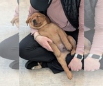 Puppy Puppy 3 Labrador Retriever