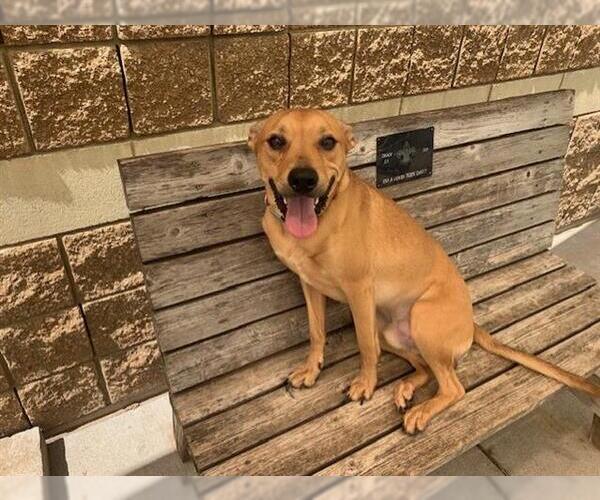 Medium Photo #1 Black Mouth Cur-Unknown Mix Puppy For Sale in Tulsa, OK, USA