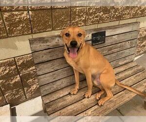 Black Mouth Cur-Unknown Mix Dogs for adoption in Tulsa, OK, USA