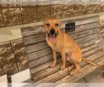 Small Black Mouth Cur Mix