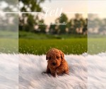 Small #9 Goldendoodle (Miniature)