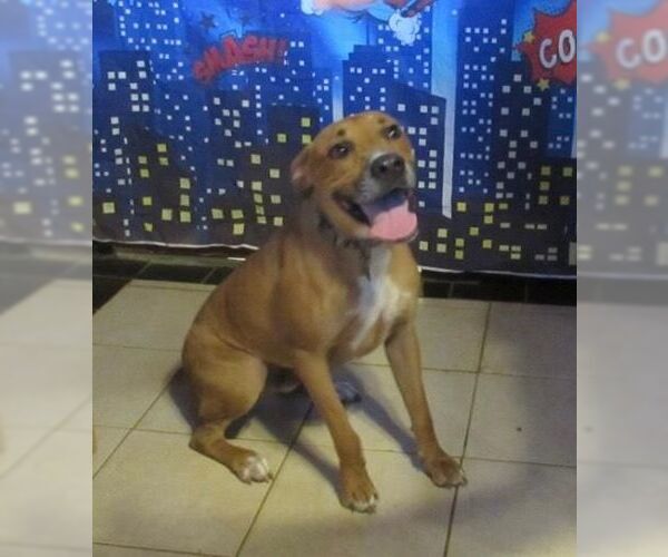 Medium Photo #1 Boxer-Unknown Mix Puppy For Sale in Carrollton, TX, USA