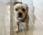 Small #1 Mutt