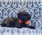 Small Photo #9 Poodle (Miniature)-Shorkie Tzu Mix Puppy For Sale in LAKELAND, FL, USA