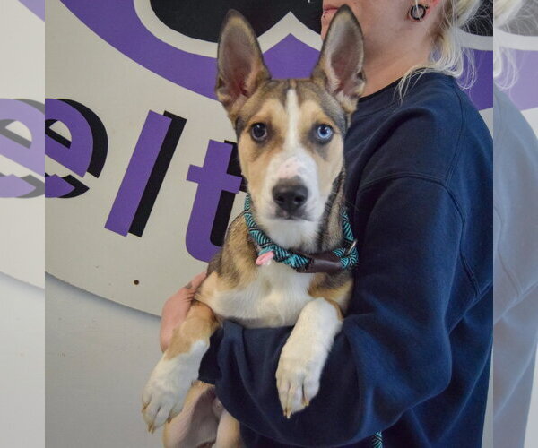 Medium Photo #3 Gerberian Shepsky Puppy For Sale in Huntley, IL, USA