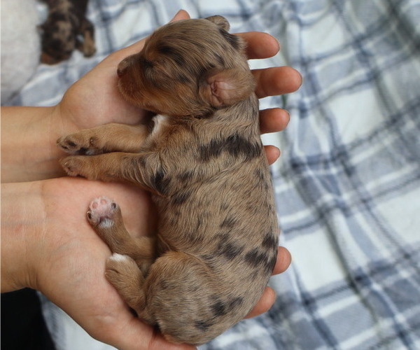 Medium Photo #19 Cavapoo Puppy For Sale in THORP, WI, USA