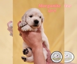 Puppy Morganite English Cream Golden Retriever