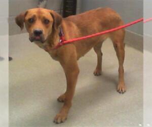 Labrador Retriever-Rhodesian Ridgeback Mix Dogs for adoption in Las Vegas, NV, USA