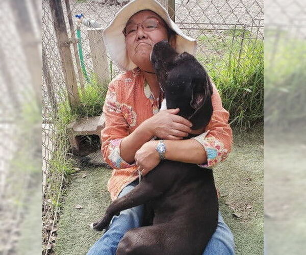 Medium Photo #10 Bullboxer Pit Puppy For Sale in Ventura, CA, USA