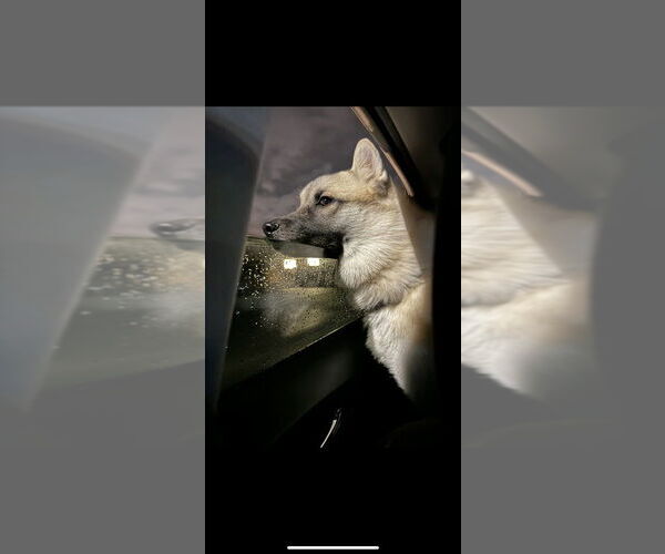 Medium Photo #3 Akita-Huskies  Mix Puppy For Sale in FRAMINGHAM, MA, USA