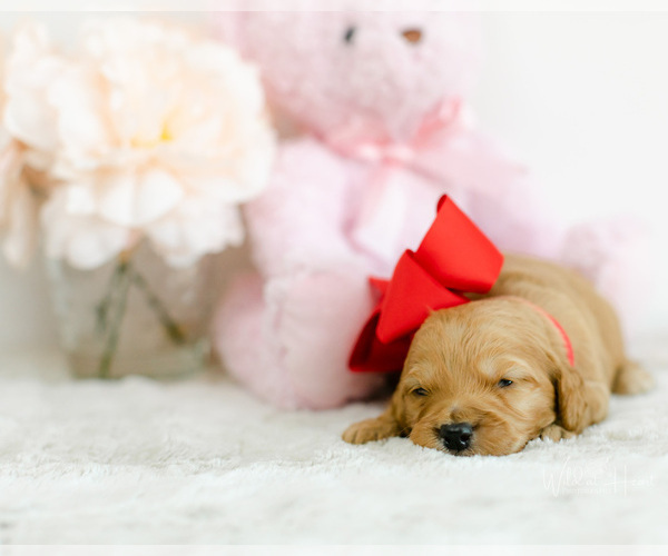 Medium Photo #5 Goldendoodle (Miniature) Puppy For Sale in LITTLE ROCK, AR, USA