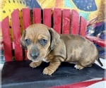 Small #17 Dachshund