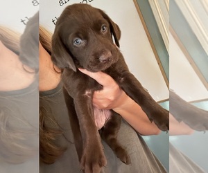 Labrador Retriever Puppy for sale in SUMTER, SC, USA