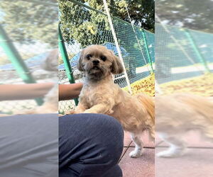 Geoffrey David - Male Shih Tzu Dog for Adoption - Photo #12