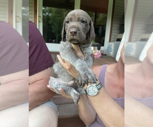 German Shorthaired Pointer Puppy for sale in ALGONAC, MI, USA