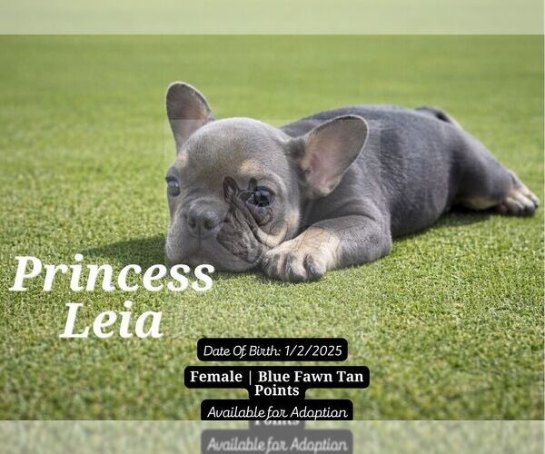 Medium Photo #2 French Bulldog Puppy For Sale in FAYETTEVILLE, GA, USA