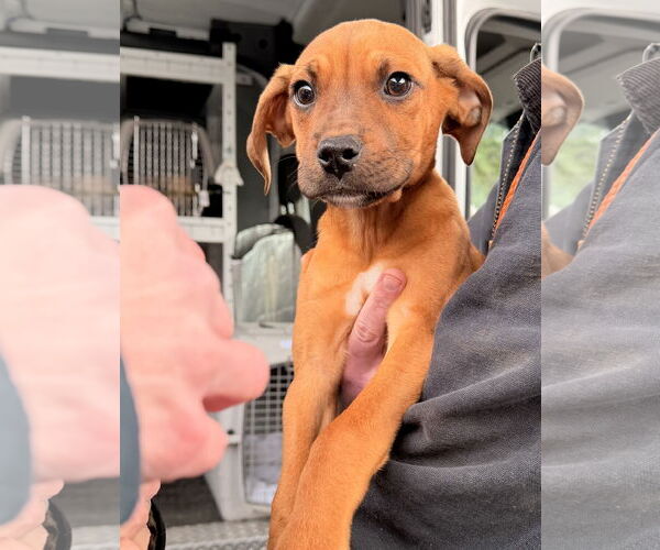 Medium Photo #4 Boxer-Unknown Mix Puppy For Sale in Bellevue, WA, USA