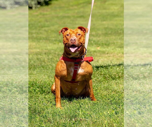 Medium Photo #3 American Staffordshire Terrier Puppy For Sale in Lawrenceville, NJ, USA