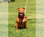 Small #2 American Staffordshire Terrier