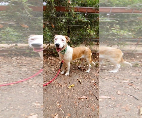 Medium Photo #2 Australian Shepherd-Unknown Mix Puppy For Sale in Fresno, CA, USA
