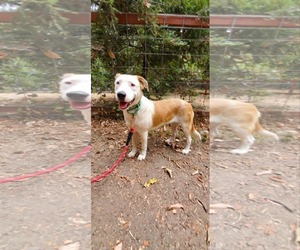 George - Male Australian Shepherd-Unknown Mix Dog for Adoption - Photo #2