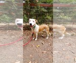 Small Photo #2 Australian Shepherd-Unknown Mix Puppy For Sale in Fresno, CA, USA