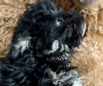 Small Photo #12 Poodle (Toy)-ShihPoo Mix Puppy For Sale in MUNDELEIN, IL, USA