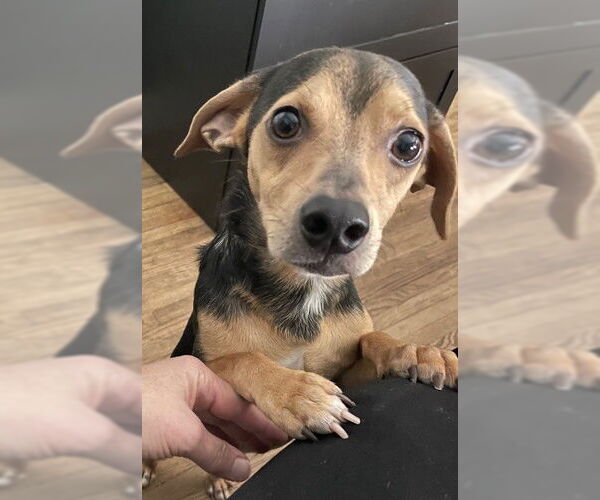 Medium Photo #2 Chihuahua Puppy For Sale in St. Louis Park, MN, USA