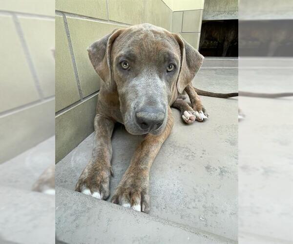 Medium Photo #1 Mutt Puppy For Sale in Riverside, CA, USA